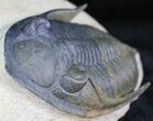 Zlichovaspis Trilobite - Great Eye Facets #27568-1